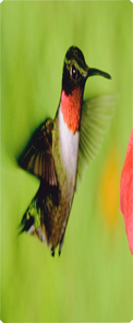 Humming Bird 1